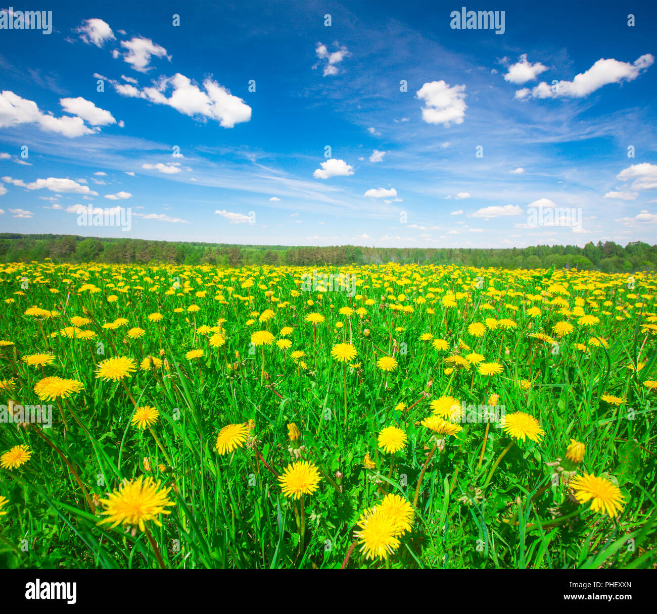 Fleurs jaune colline sous le ciel bleu Banque D'Images