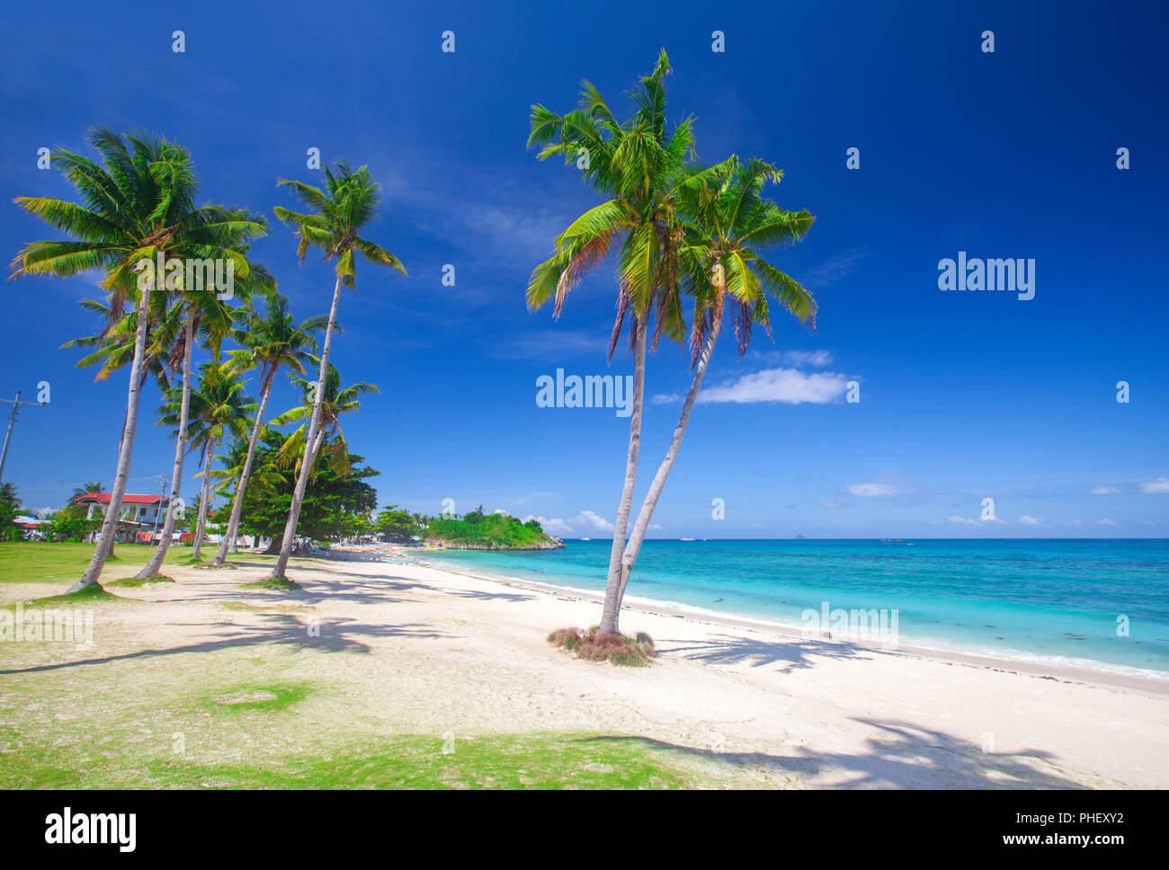 Plage tropicale avec cocotier Banque D'Images