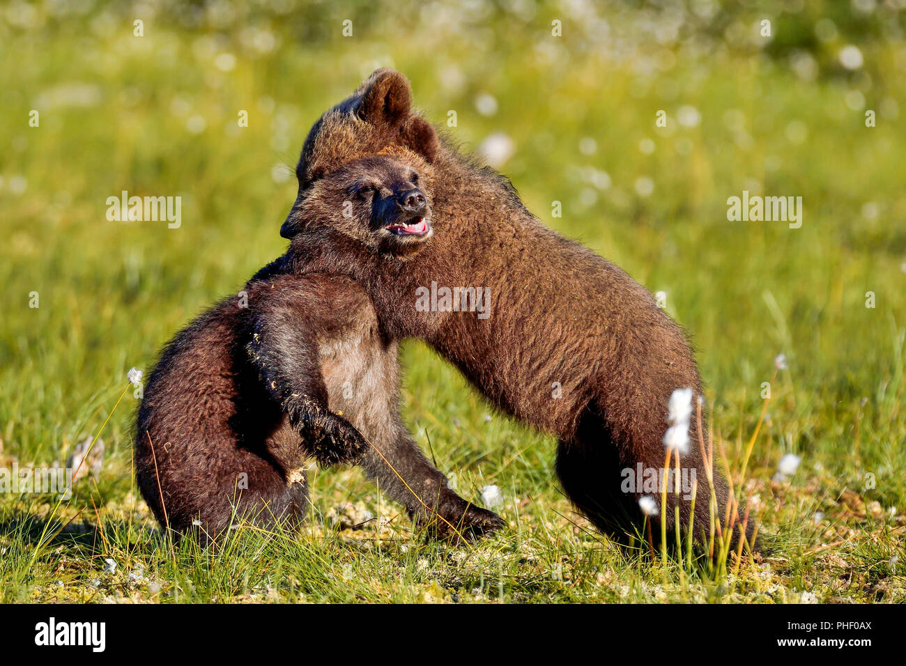 Brown bear cubs jouent à la marais. Banque D'Images