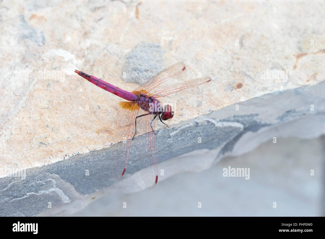 Dropwing Trithemis annulata (violet) Banque D'Images