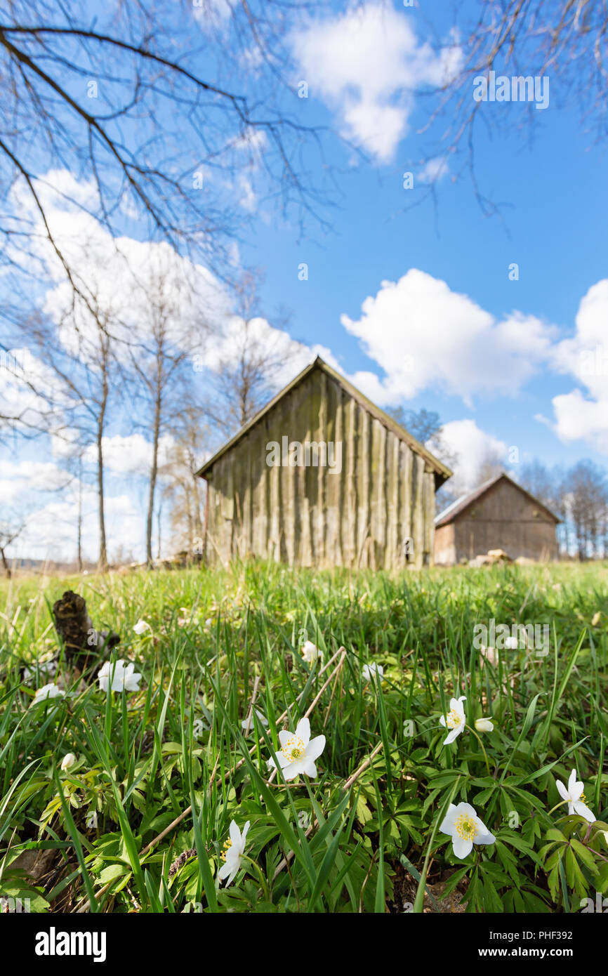 La floraison anémone des bois avec remise sur le pré Banque D'Images