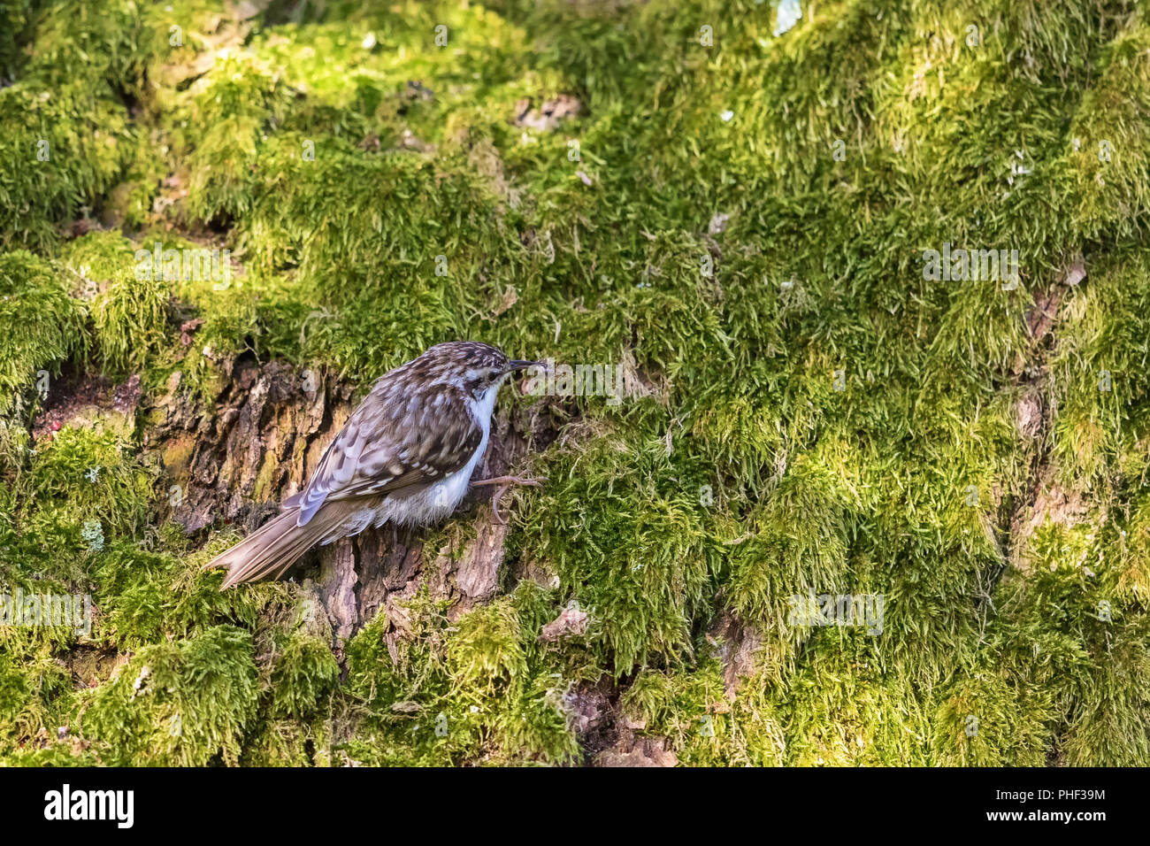 Assis sur le bruant moss Banque D'Images