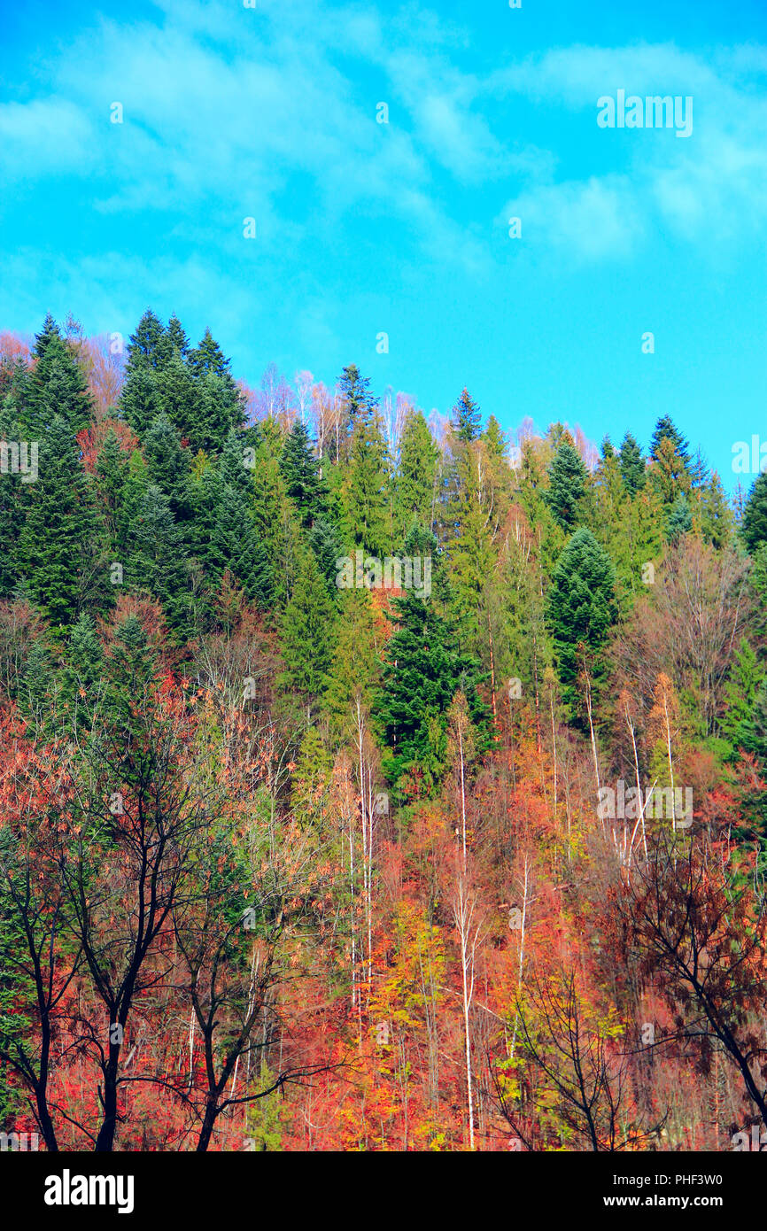 Montagnes couvertes de forêt en automne multicolore Banque D'Images