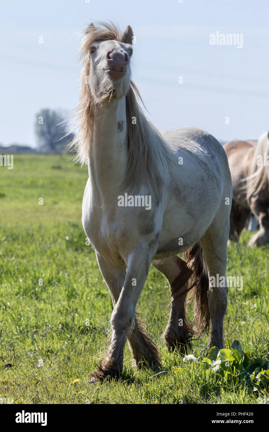 Cremello Tinker dans le pâturage Banque D'Images