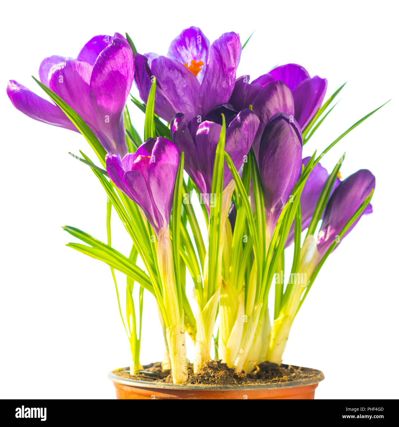 Bouquet de fleurs violettes crocus Banque D'Images