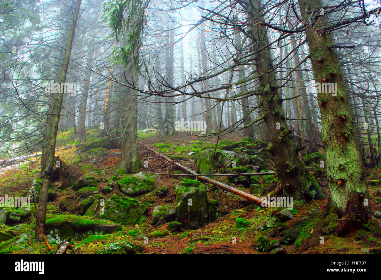 Vert sauvage forêt dense avec des sapins sur la pente Banque D'Images