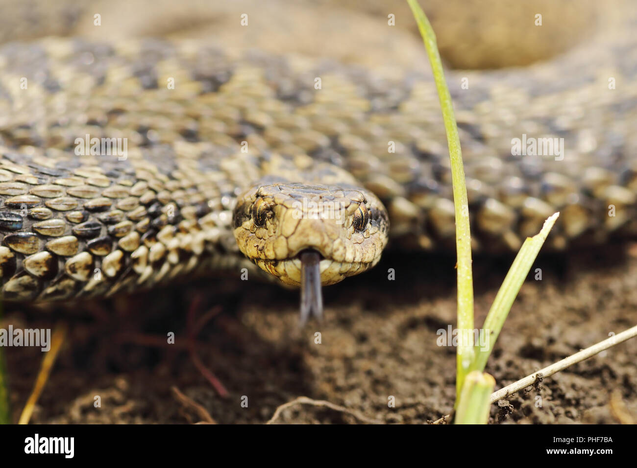 Portrait de pré rares ( vipère Vipera ursinii rakosiensis ) Banque D'Images