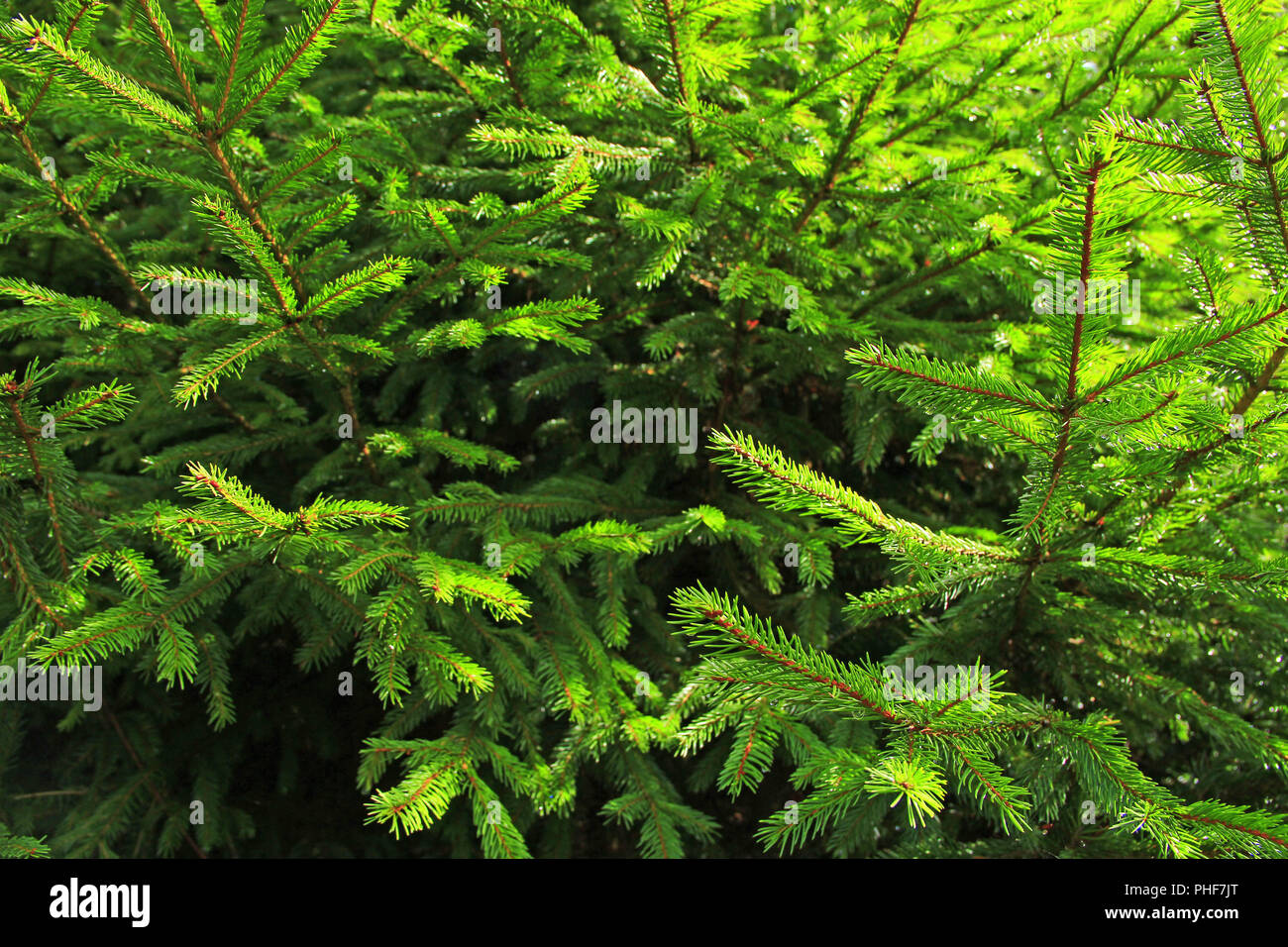 Branches d'épinette à feuilles persistantes poussant dans la forêt Banque D'Images