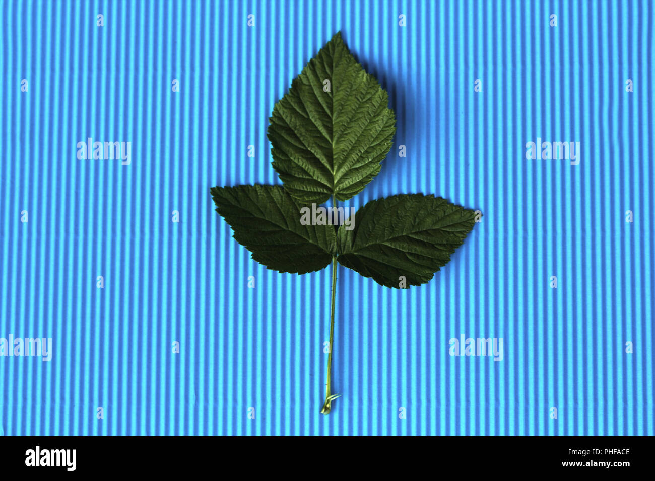 Feuilles vert foncé sur fond bleu Banque D'Images