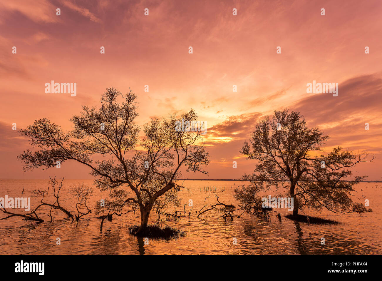 De grands arbres sur l'eau quand lever/coucher de soleil sur la forêt de mangrove sur la Thai tropical bay mer belle nature background Banque D'Images