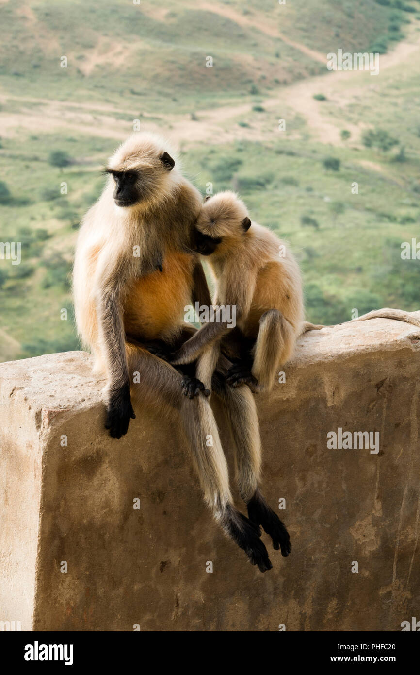 Plaines du Nord gray langur monkey (Semnopithecus animaux singe) avec bébé allaité à Pushkar, Inde Banque D'Images