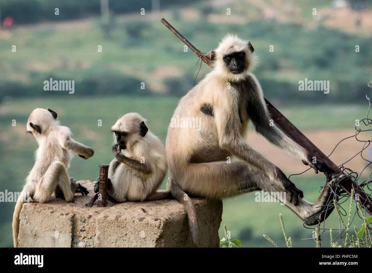 Singes entelle gris des plaines du nord (Semnopithecus animaux singe) avec des nourrissons à Pushkar, Inde Banque D'Images