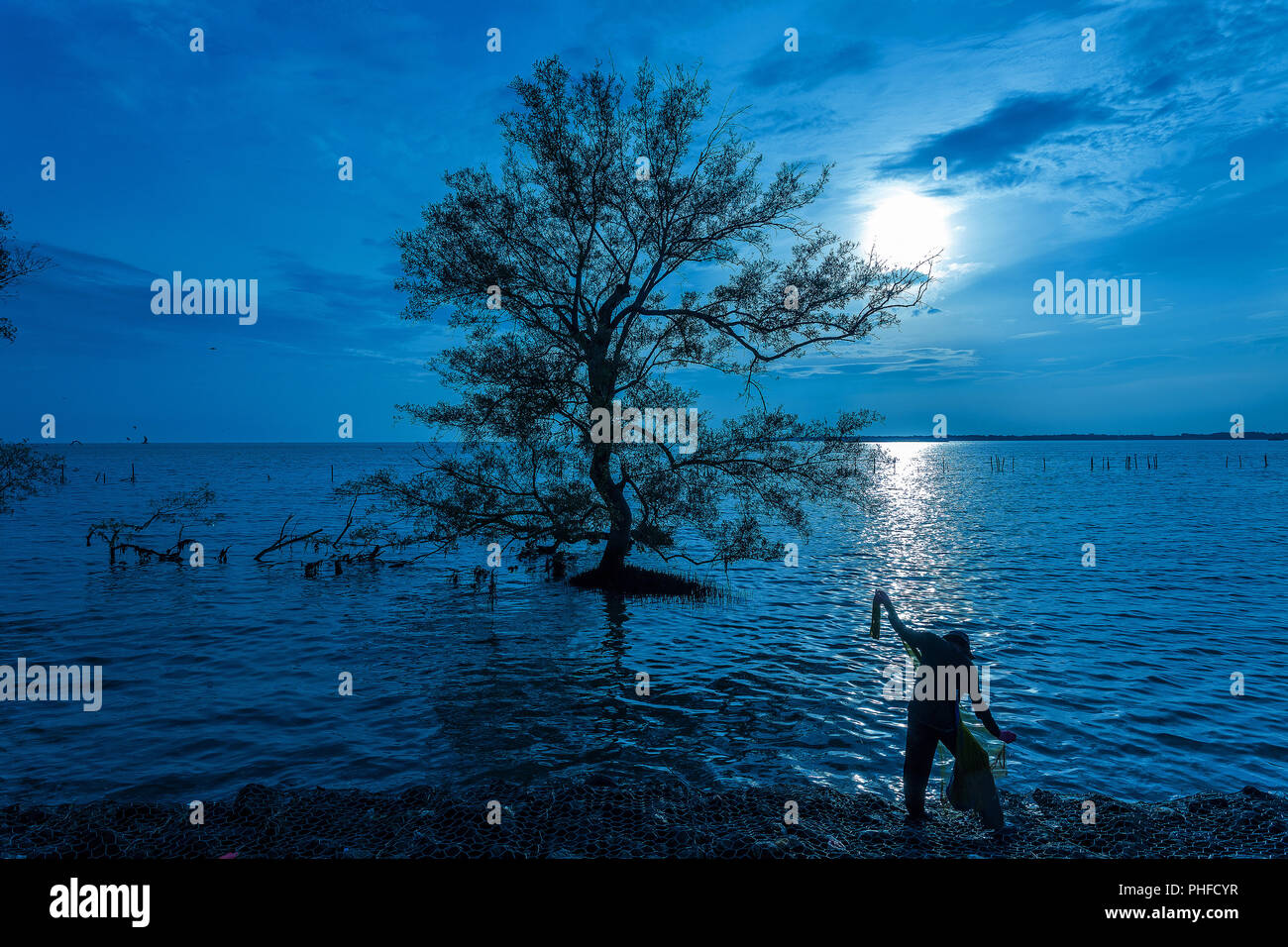 De grands arbres sur l'eau lune nuit avec pêcheur au mangrove sur la Thai tropical bay mer belle nature background Banque D'Images