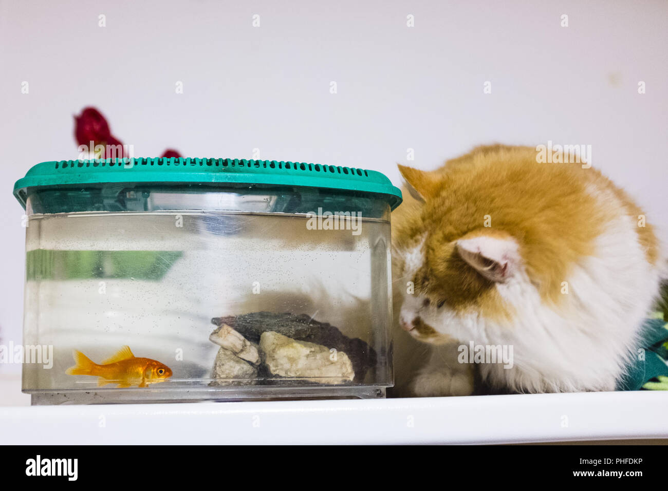 Cat attend avec beaucoup de curiosité dans l'aquarium de poissons rouges Banque D'Images