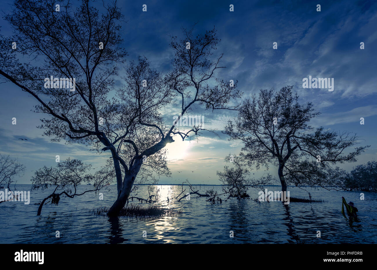 De grands arbres sur l'eau lune nuit avec pêcheur au mangrove sur la Thai tropical bay mer belle nature background Banque D'Images