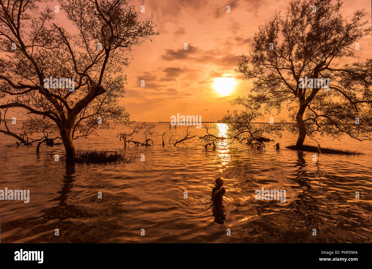 De grands arbres sur l'eau quand lever/coucher de soleil avec la forêt de mangrove au pêcheur sur la Thai tropical bay mer belle nature background Banque D'Images