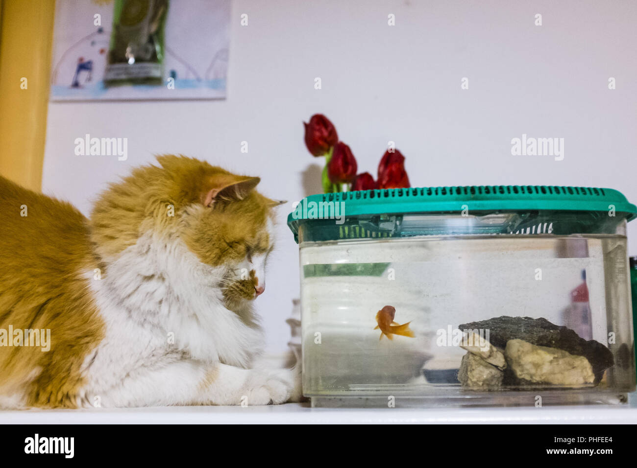 Cat attend avec beaucoup de curiosité dans l'aquarium de poissons rouges Banque D'Images