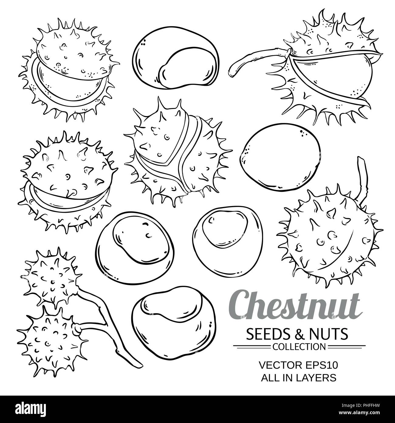 Vecteur de châtaignier isolé sur fond blanc Illustration de Vecteur