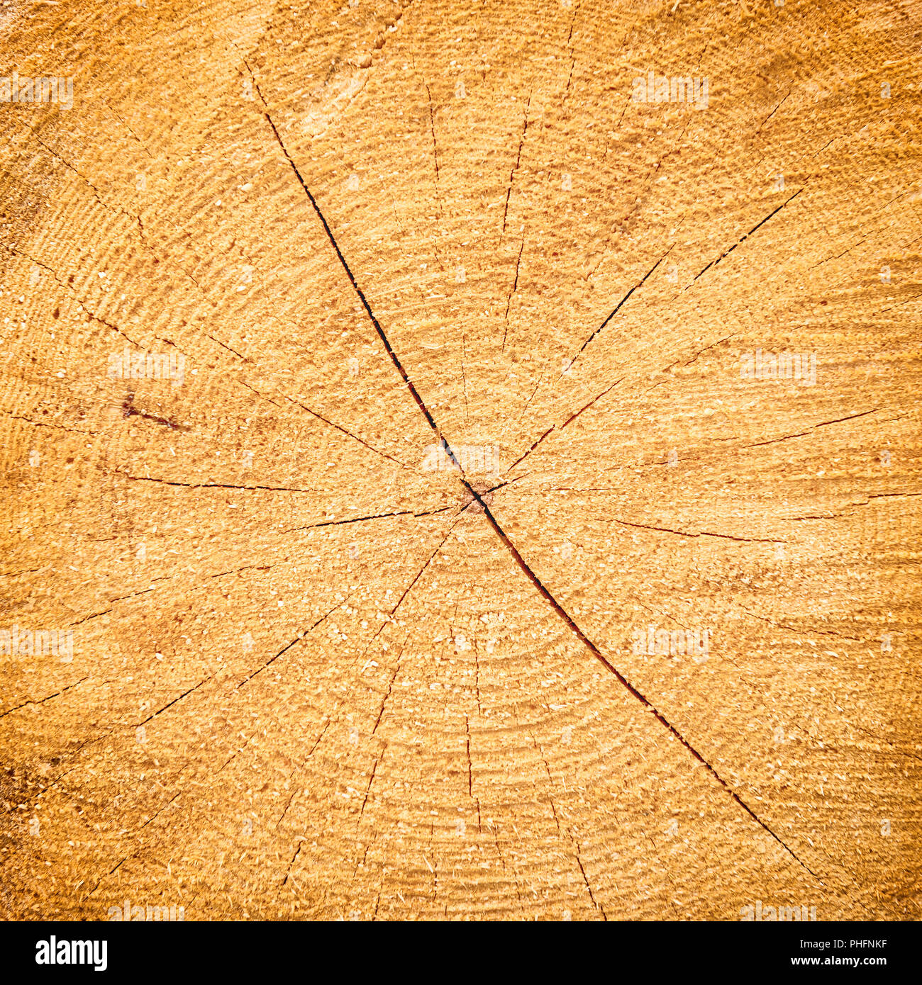 Texture bois craquelé jaune clair. Banque D'Images