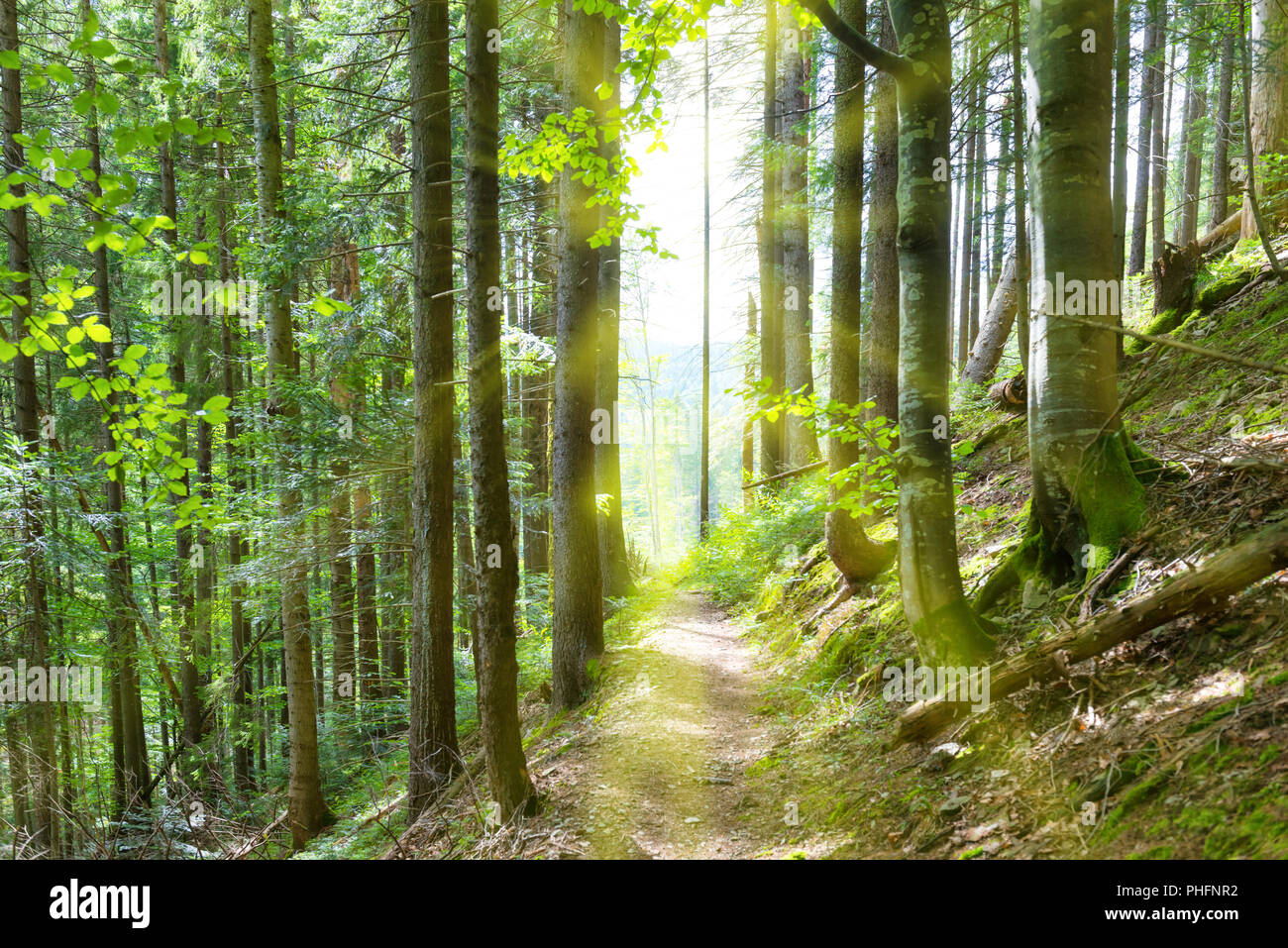 Chemin à travers les arbres dans la forêt verte Banque D'Images