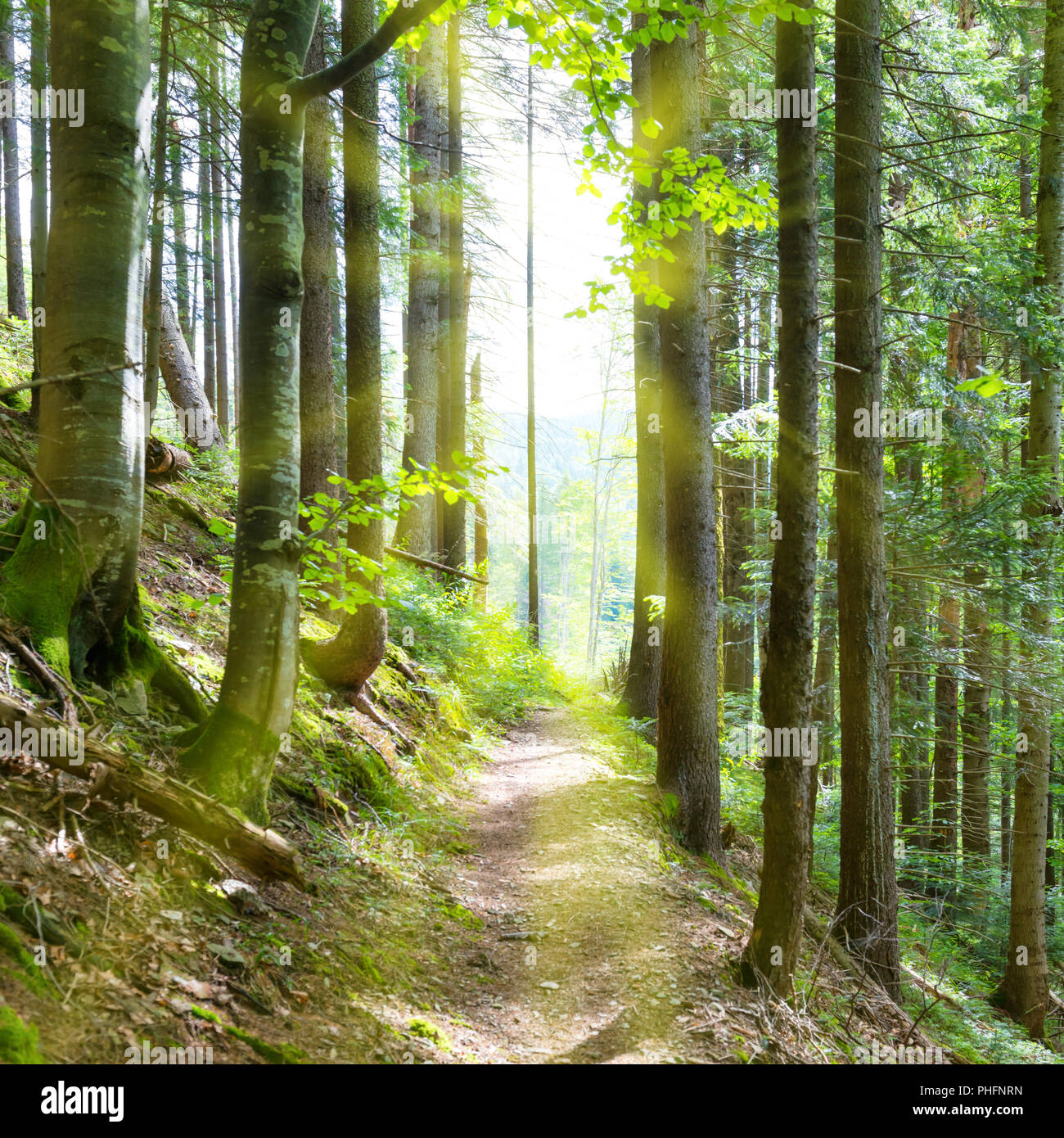 Chemin à travers les arbres dans la forêt verte Banque D'Images