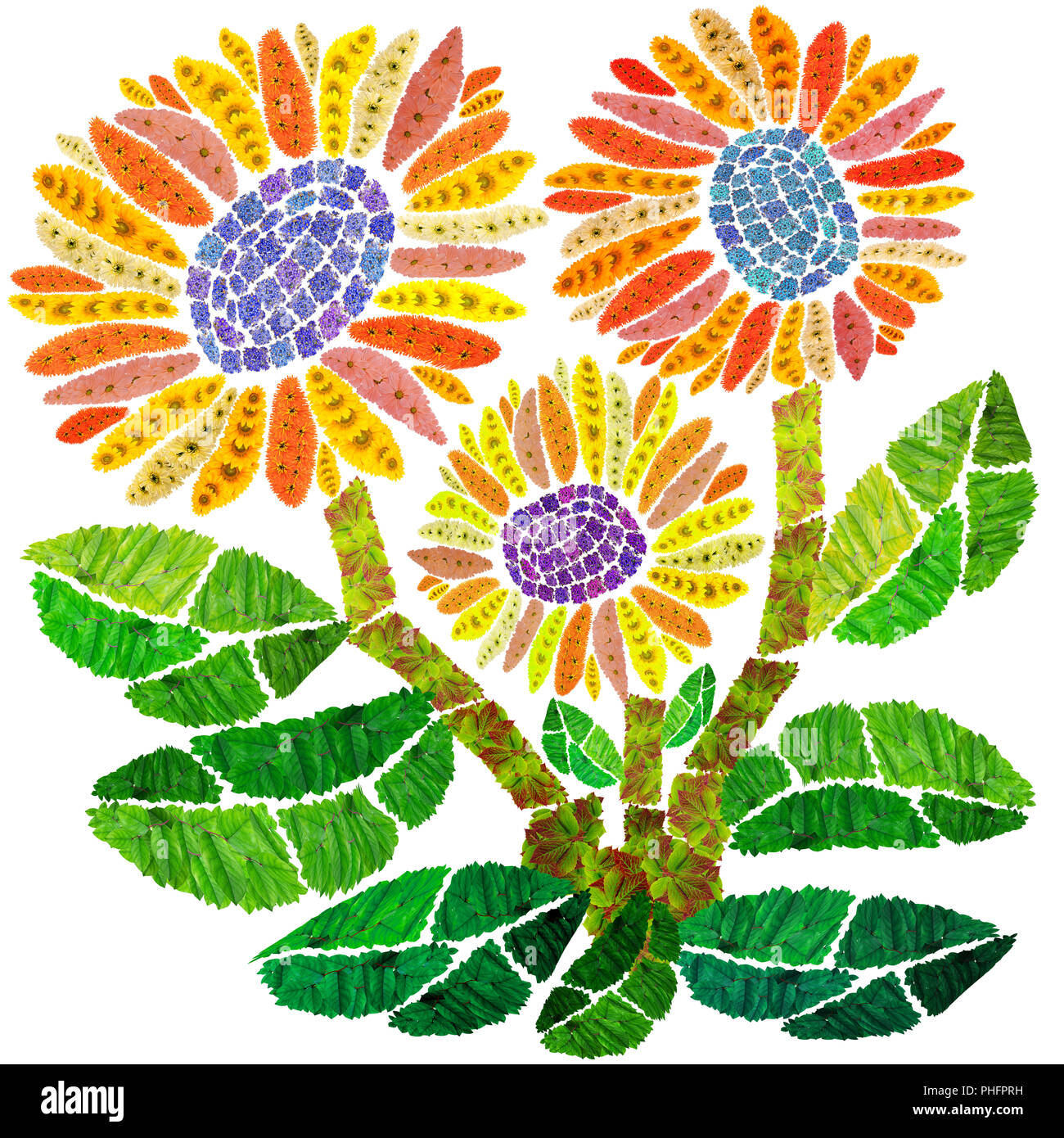 Bush Printemps de pink daisies Banque D'Images