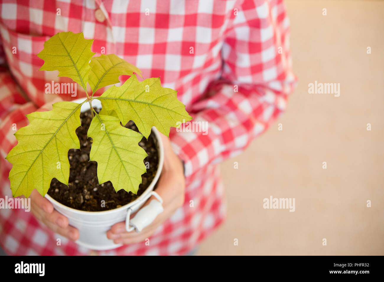 Pousser un jeune arbre de chêne dans un enfant des mains. Le concept - le début de la vie, les soins, le succès de la croissance future. Jeunes arbres en chêne les mains. Une usine de garçon Banque D'Images