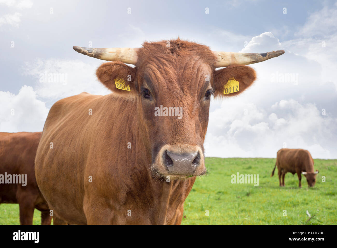 Jersey du bétail sur les pâturages verts à dingle comté de Kerry Irlande Banque D'Images