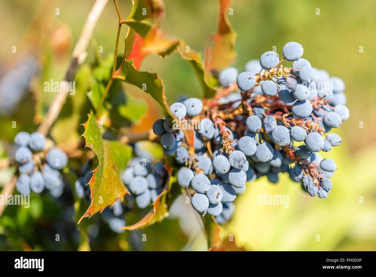 Les feuilles et les baies du raisin d'Oregon (Mahonia aquifolium) - un arbuste à fleurs à feuillage persistant Banque D'Images