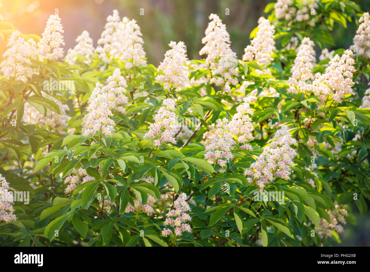 Blossom marronnier en fleurs Banque D'Images