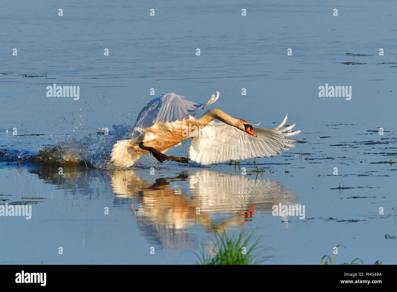 Cygne tuberculé Banque D'Images