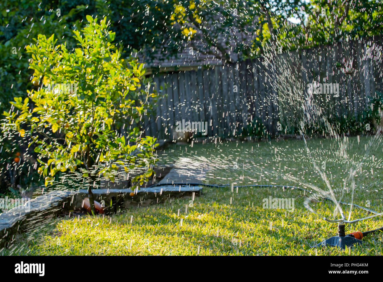 Une arroseur de jardin vaporisant de l'eau sur une pelouse de St. Augustine (Palmetto) dans une cour arrière de Sydney en Australie Banque D'Images