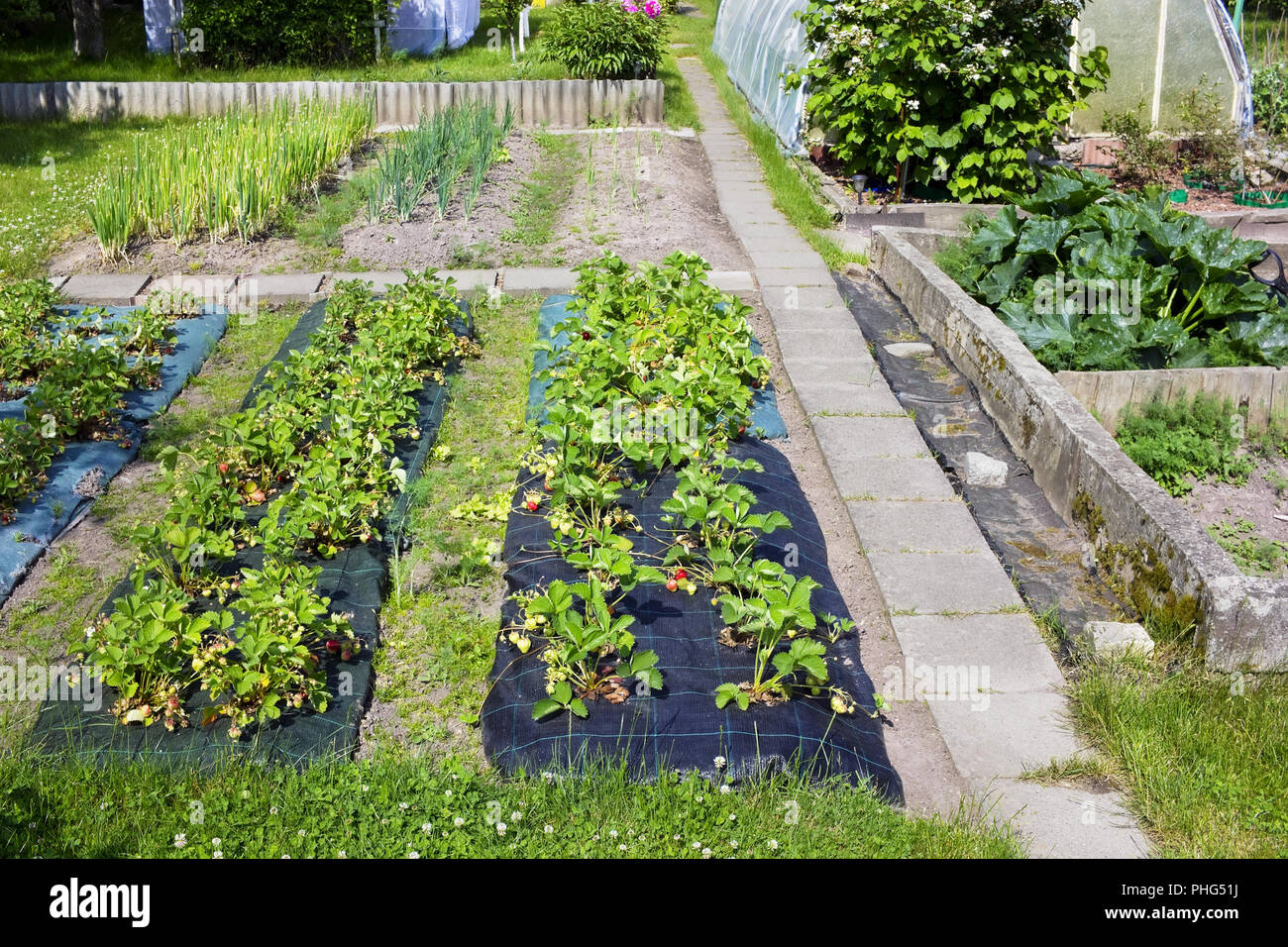 Les plantations de fraise Banque D'Images