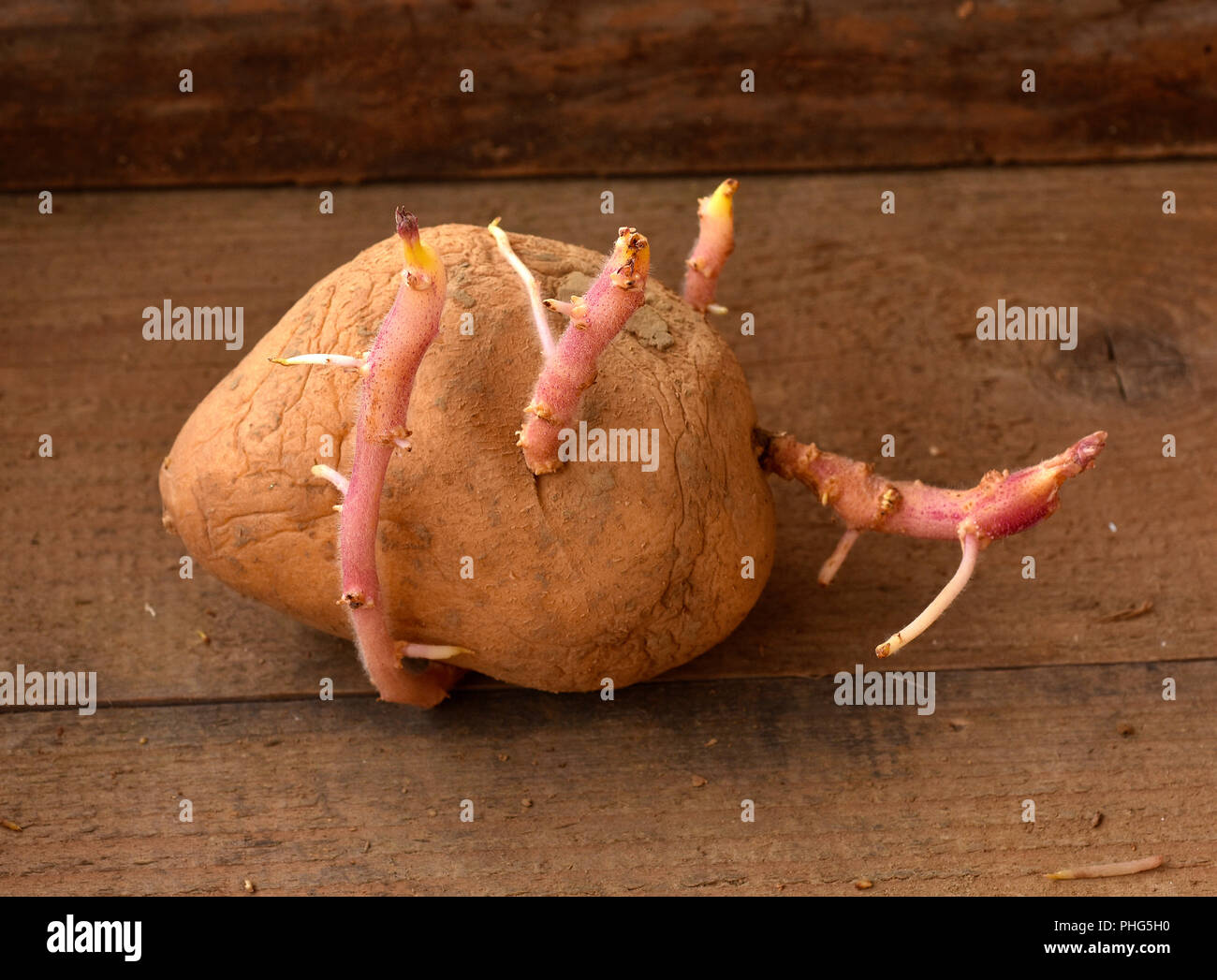 La germination des pommes de terre Banque de photographies et d’images à haute résolution Alamy