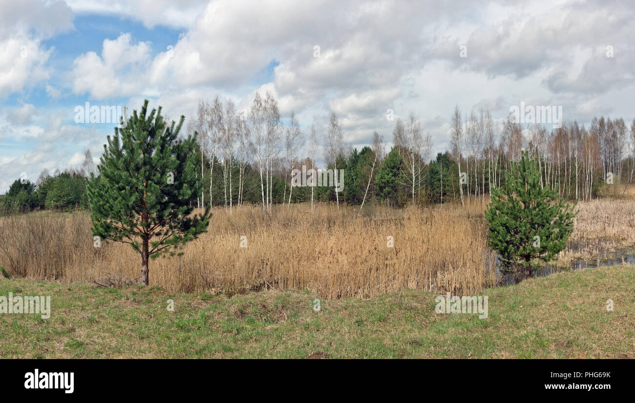 Lac forêt Paysage de printemps Banque D'Images