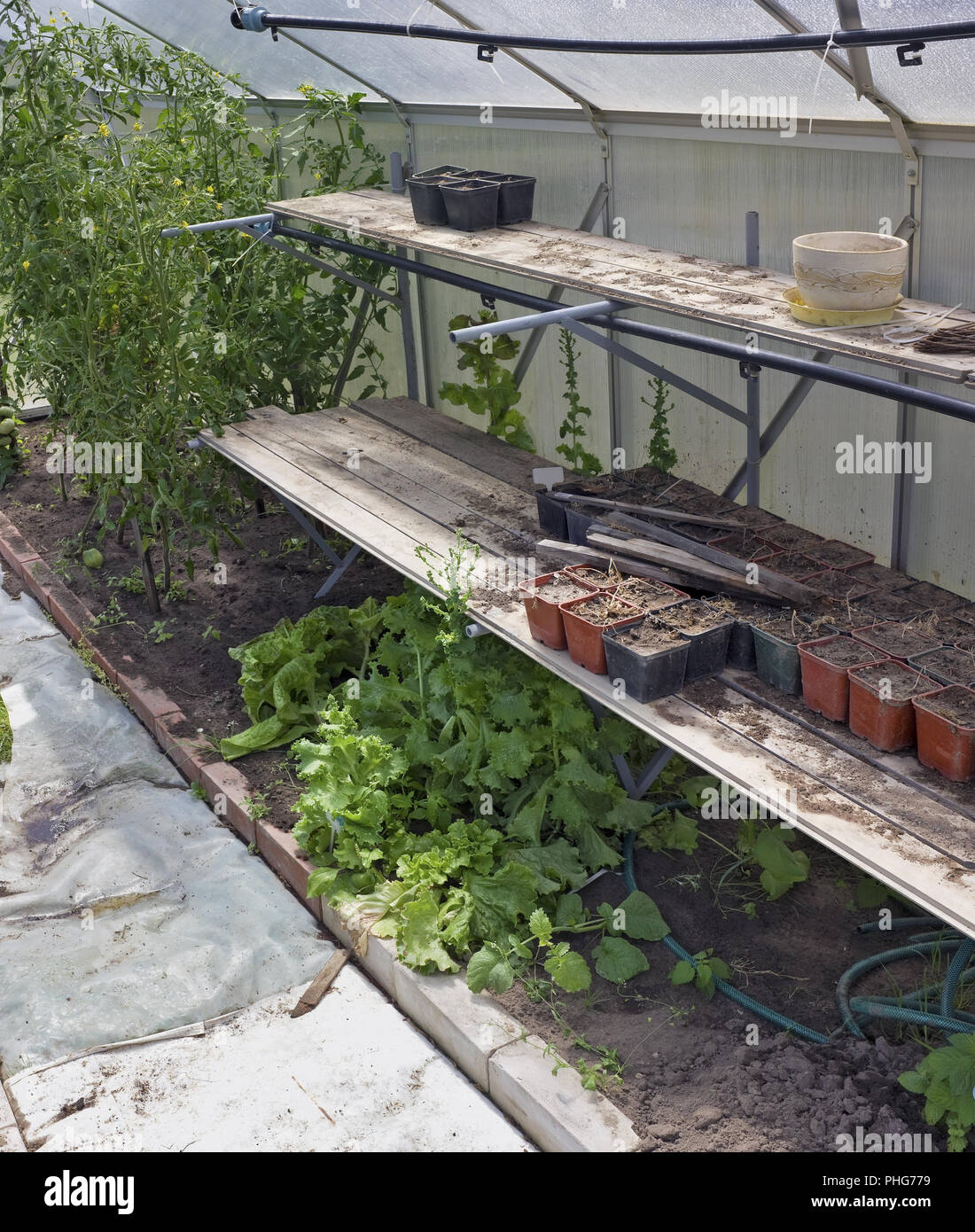 Les plantes meurent d'une sécheresse sans eau Banque D'Images