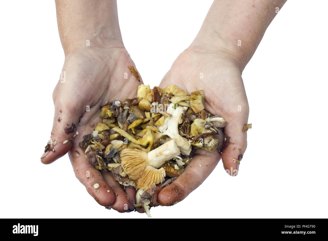 Préparation de spécialités de champignons est un concept de travail salissant Banque D'Images