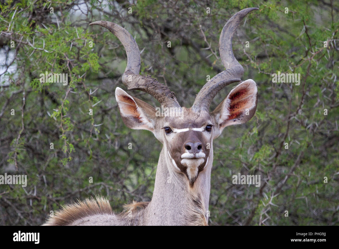 Un grand koudou dans le parc national Kruger en Afrique du Sud Banque D'Images