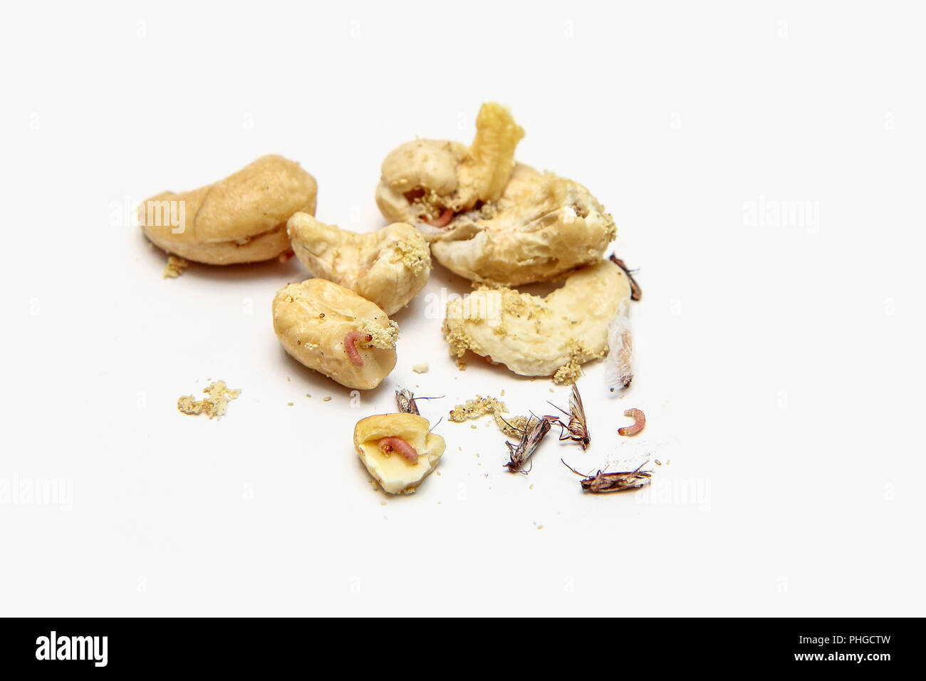 Une photo de l'anacarde infestés de chenilles et papillons de la farine. Isolé sur un fond blanc. Banque D'Images