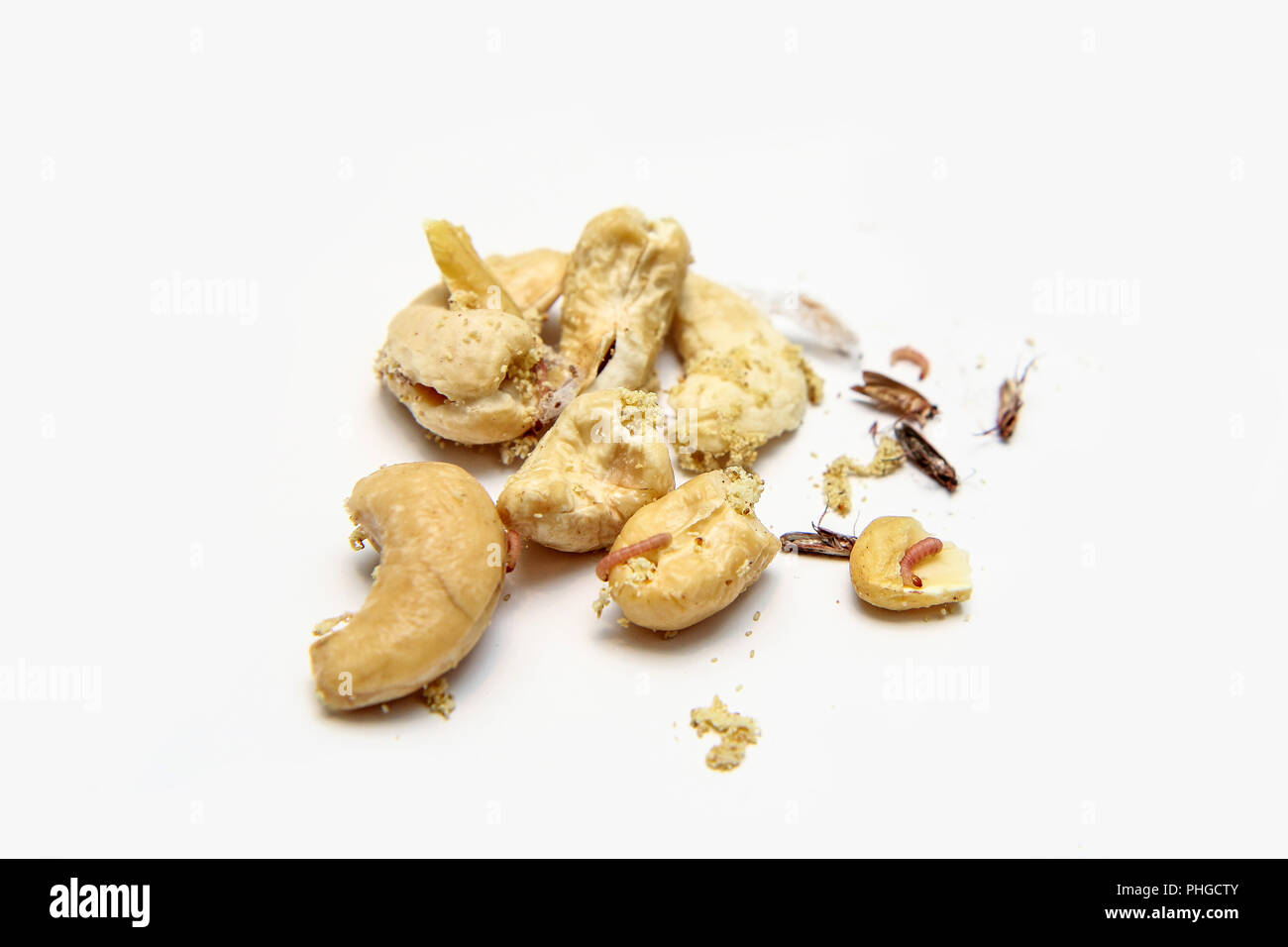 Une photo de l'anacarde infestés de chenilles et papillons de la farine. Isolé sur un fond blanc. Banque D'Images