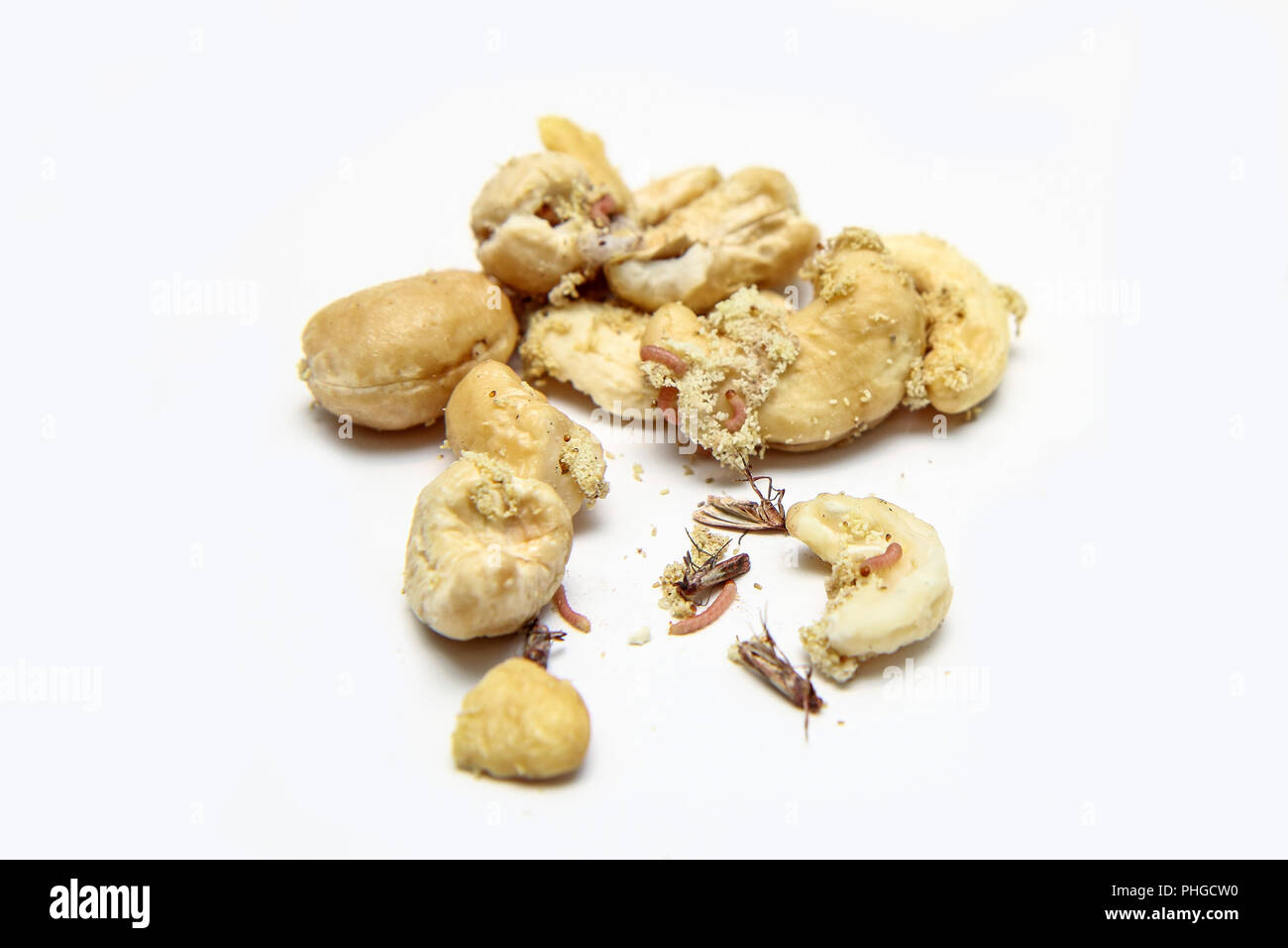 Une photo de l'anacarde infestés de chenilles et papillons de la farine. Isolé sur un fond blanc. Banque D'Images