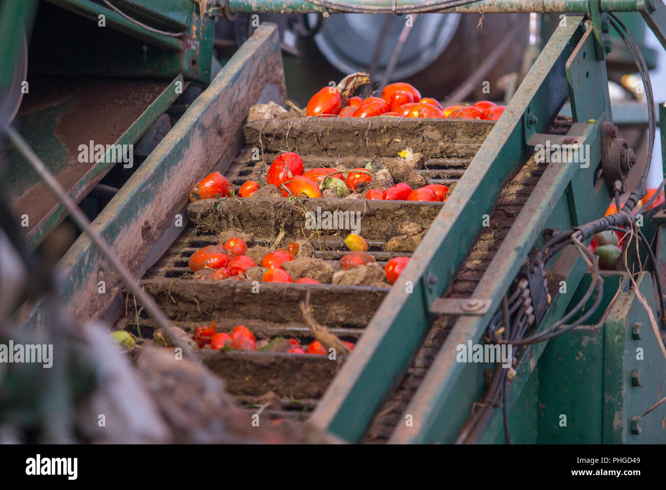Convoyeur à bande détail tomates chargement avant d'être trié sur la récolteuse machine, Estrémadure, Espagne Banque D'Images