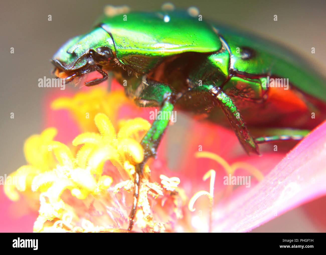 Gros plan d'une couleur vert lumineux, insecte bousier, scarabée sacré trouvé dans un jardin au Sri Lanka Banque D'Images