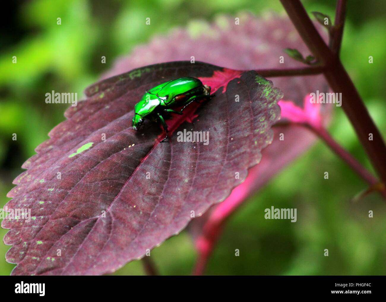 Gros plan d'une couleur vert lumineux, insecte bousier, scarabée sacré trouvé dans un jardin au Sri Lanka Banque D'Images