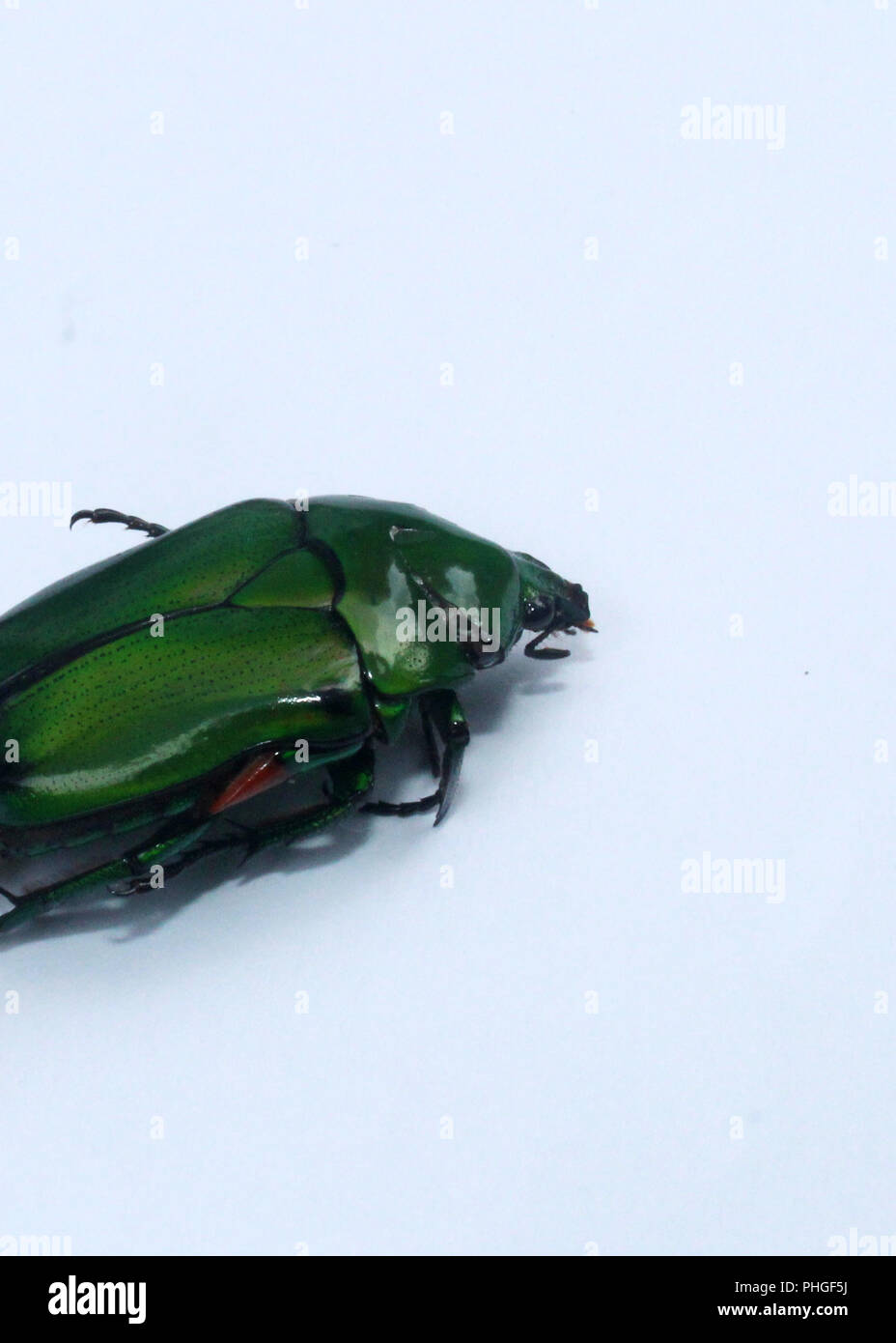 Gros plan d'une couleur vert lumineux, insecte bousier, scarabée sacré trouvé dans un jardin au Sri Lanka Banque D'Images