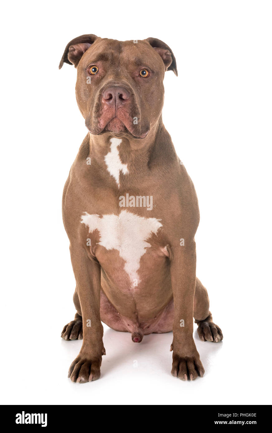 Pitbull red nose in front of white background Banque D'Images