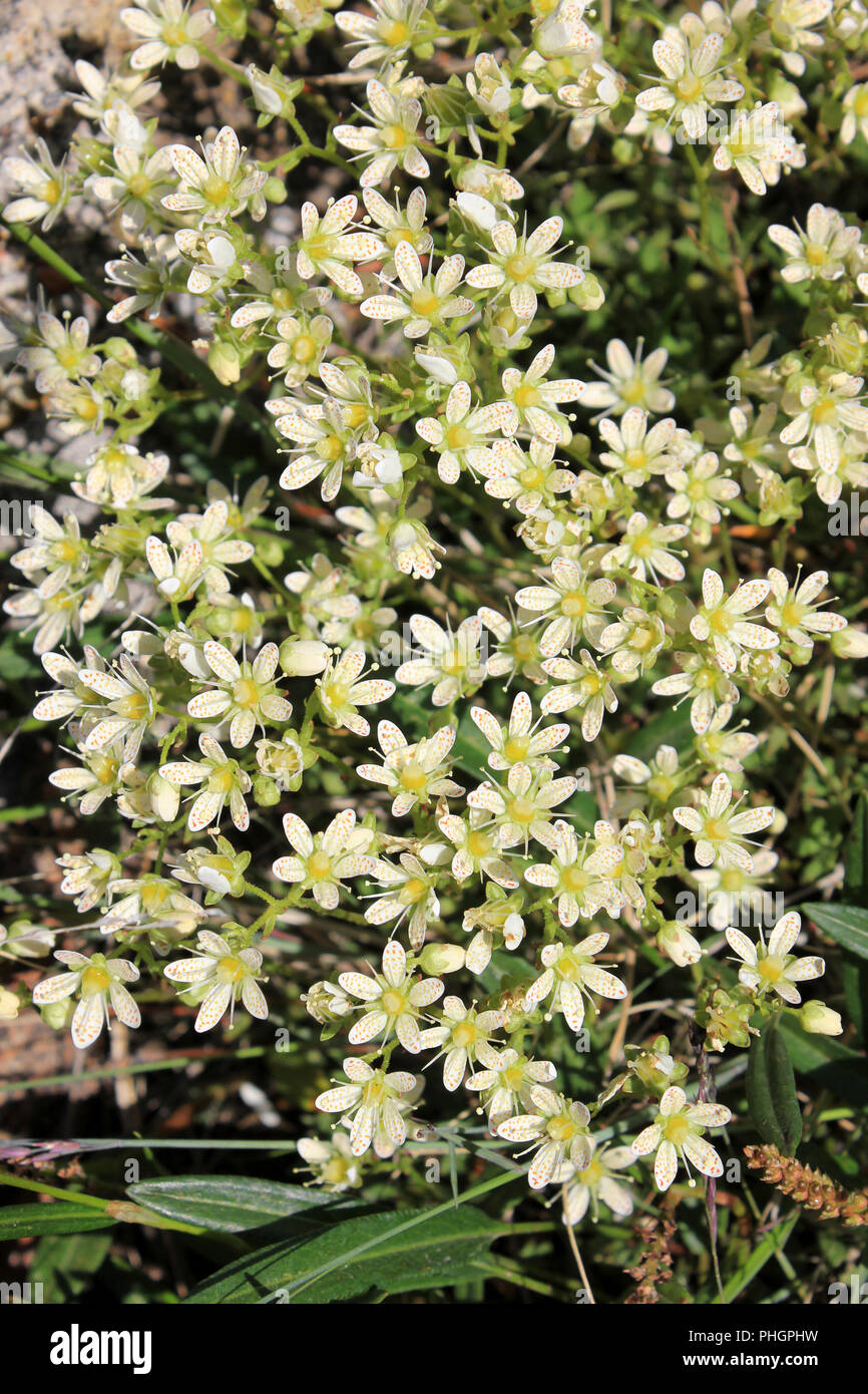Saxifrage épineux (alias trois dents) Saxifrage Saxifraga du Parthenocissus tricuspidata Banque D'Images