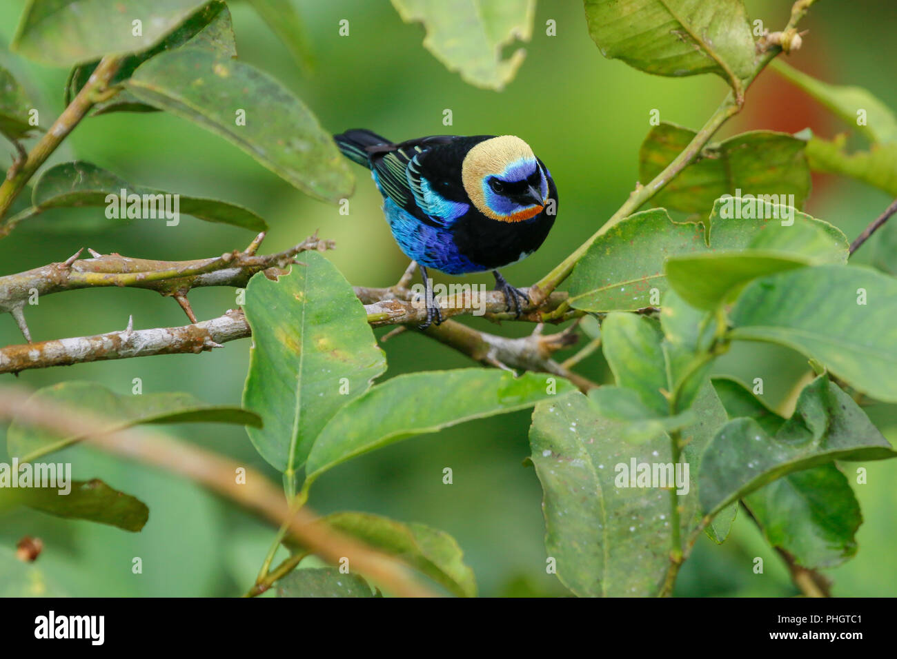 Un Golden-hooded Tanager dans le parc national Arenal Costa Rica Banque D'Images