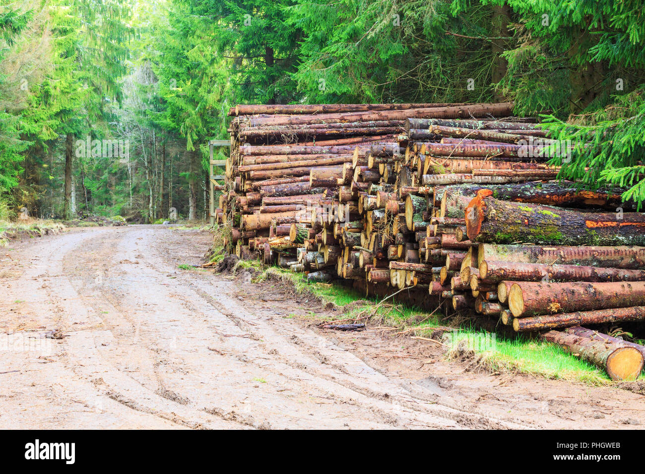 Pile de bois par le chemin dans la forêt Banque D'Images