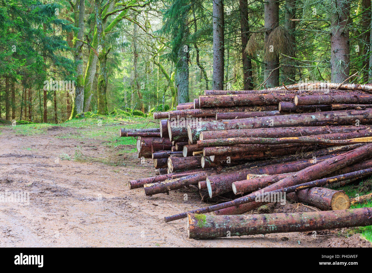 Pile de bois par la route forestière Banque D'Images